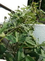 P1040327.webp