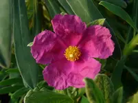 P1040280.webp