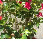 Montbretien_2008_07_14 001.webp
