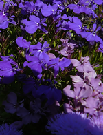 blau-lila lobelie.webp