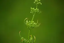 IMGP3419_1.webp