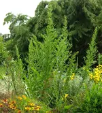 IMGP3420_1.webp