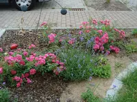 Bodendeckerrosenecke.webp