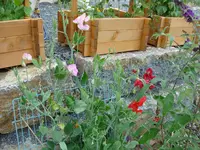 Duftwicken.webp