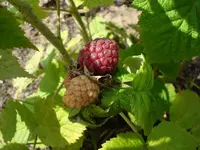 Himbeeren.webp