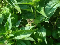 Himbeeren kuscheln mit Sonnenhut.webp