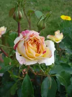 Malerrose.webp
