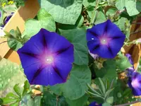prunkwinde.webp