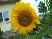 Sonnenblume.webp