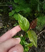 Zugeflogen 2.webp Zugeflogen 2.webp