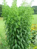 IMG_0785_900x1200.webp