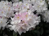 P150511_17.03.webp