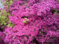 CAM00329.webp