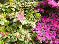 die schönsten Gartenbilder 011.webp