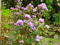 die schönsten Gartenbilder 199.webp