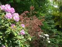 Oma`s Urwald 313.webp