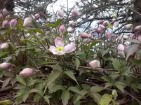 CAM00237.webp