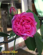IMG_4474-001.webp