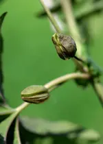 PassionsblumeKnospe.webp