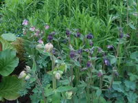 DSCN2306.webp