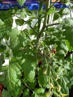 SDC12462.webp