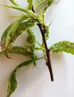 Pfirsichbaum 13.5.15.webp
