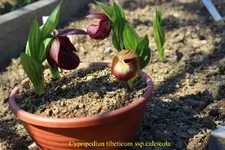IMG_4579_1 - Kopie.webp