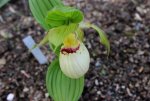 Cypripedium fasciolata.JPG