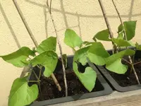 IMG_6307 (Small).webp