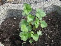 003_1024x768.webp