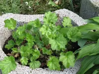 004_1024x768.JPG