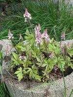 005_576x768.webp
