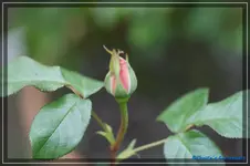 comp_DSC03452.webp