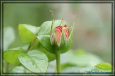 comp_DSC03453.webp