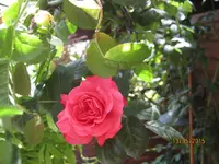 IMG_4498.webp