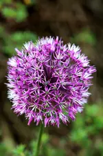AlliumSuaveolens.webp