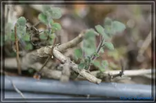 comp_DSC03451.webp