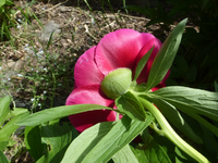 P1370964.webp