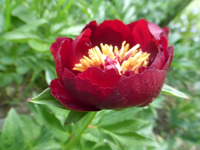 P1370890.webp