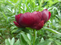 P1370891.webp