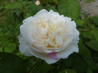 P1370950.webp