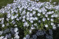 gefleckte  hainblume.webp