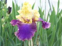 Jurassik Park 2.webp