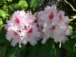 Rhododendron.jpg