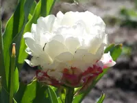 100_6120.webp