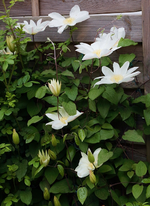 Wada Primerose1_700.webp