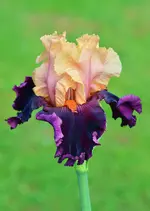 ozelot.webp