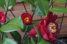 _DSC8218.webp