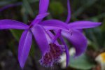 _DSC8224.jpg
