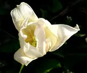 k-P1090140.webp